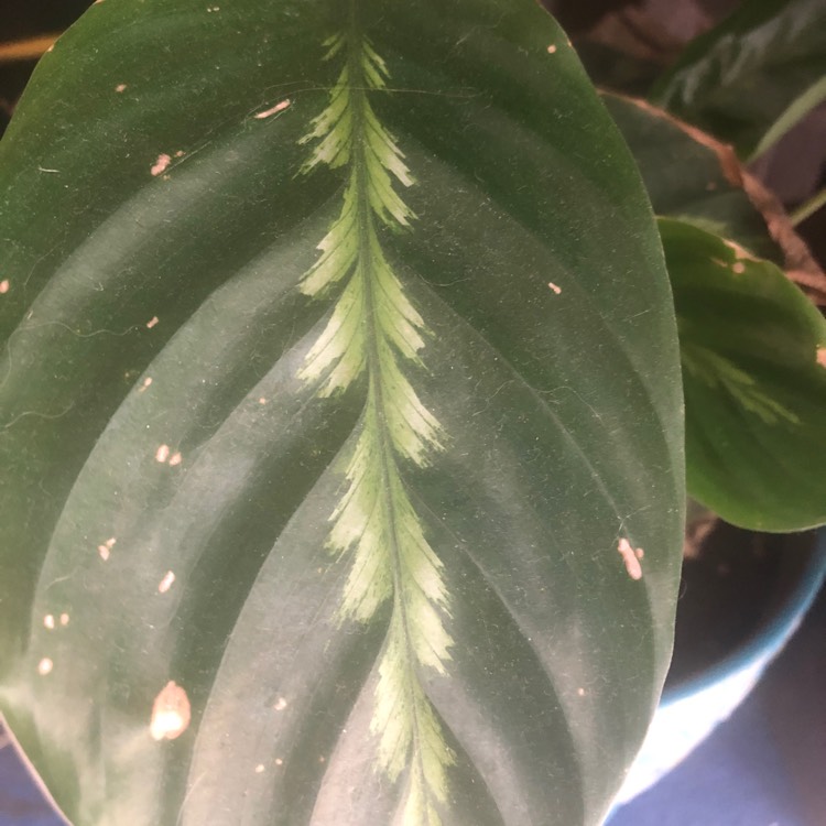 Plant image Calathea 'Maui Queen'