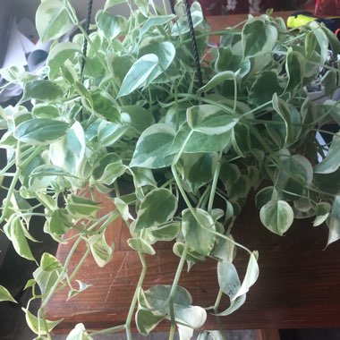 Peperomia Scandens Variegata