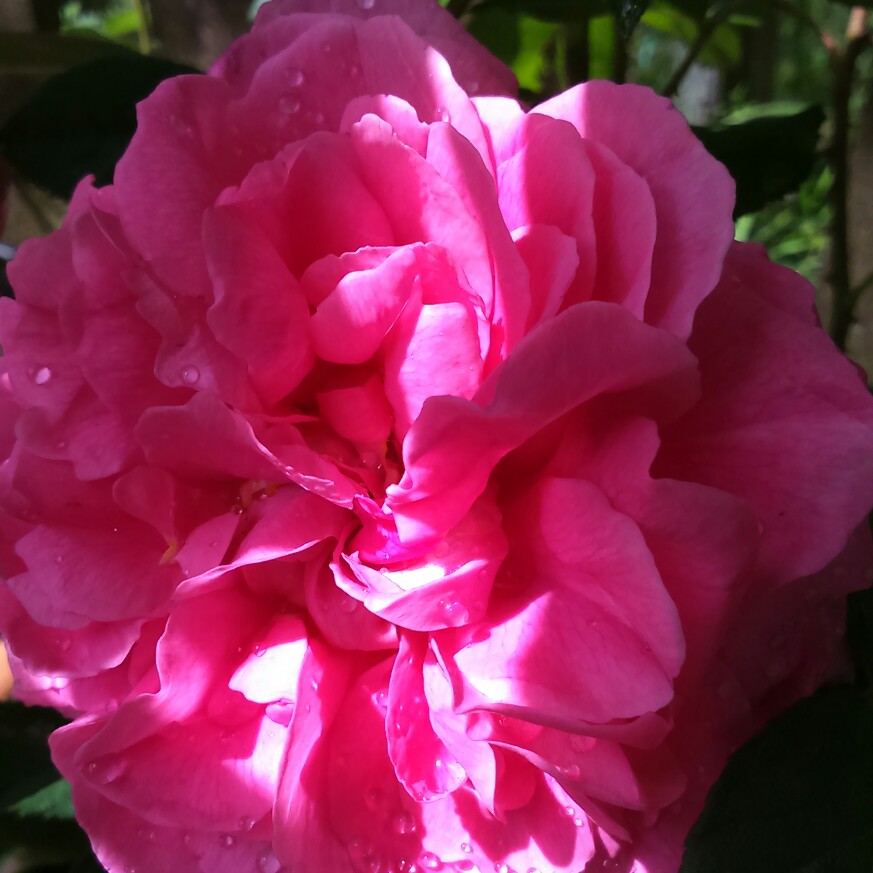 Rose 'Gertrude Jekyll' (Shrub)