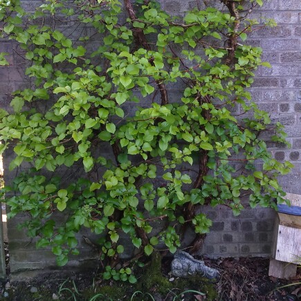 Hydrangea petiolaris  syn. Hydrangea anomala subsp. petiolaris