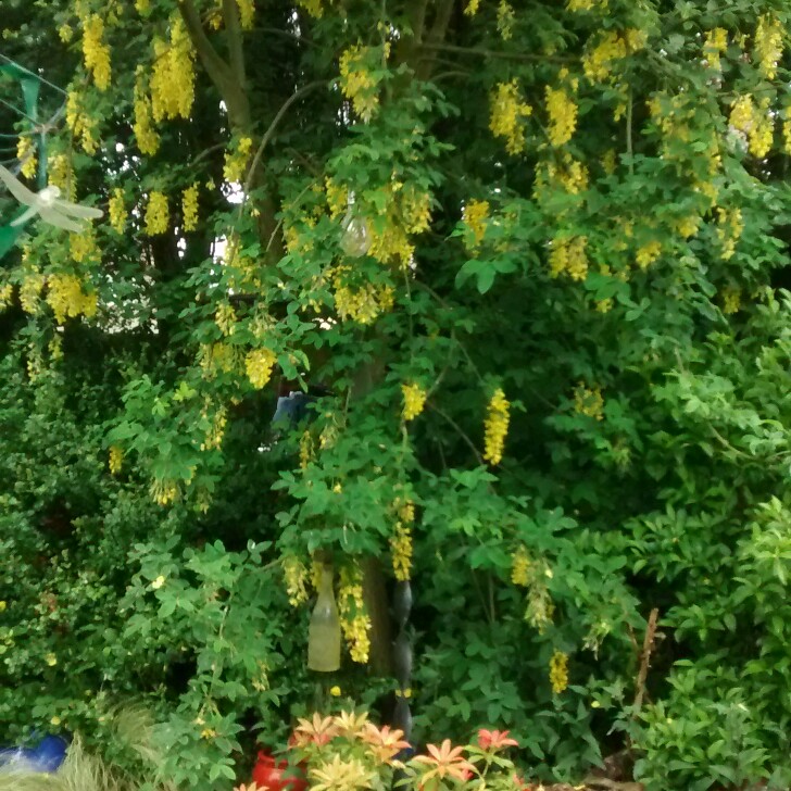 Evergreen Laburnum