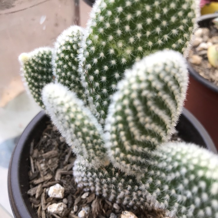 Plant image Opuntia microdasys albata