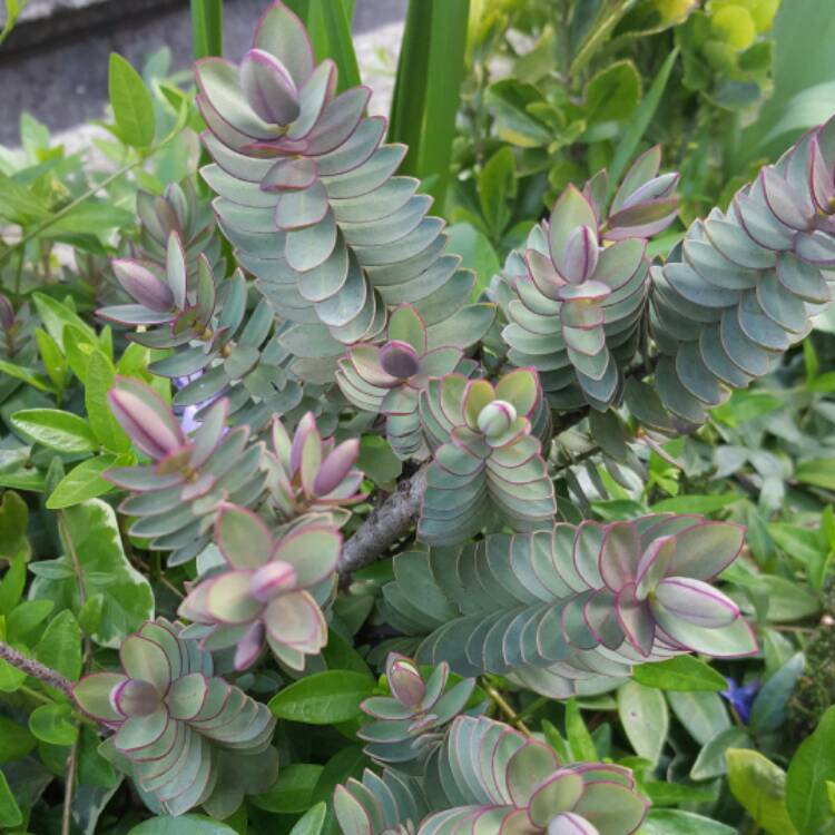 Plant image Hebe 'Silver Dollar'