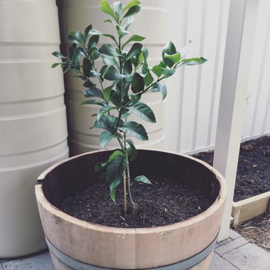 Meyer Lemon Tree