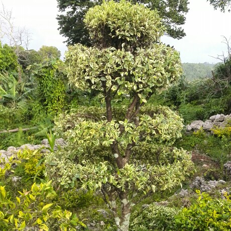 Ficus benjamina 'Starlight'