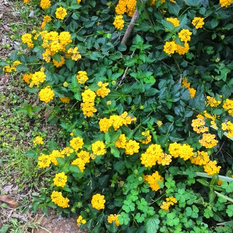 Lantana camara