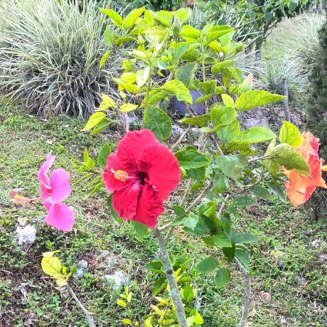 Hibiscus