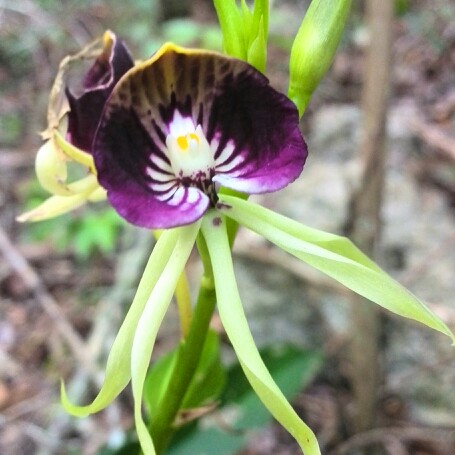 Prosthechea Cochleata