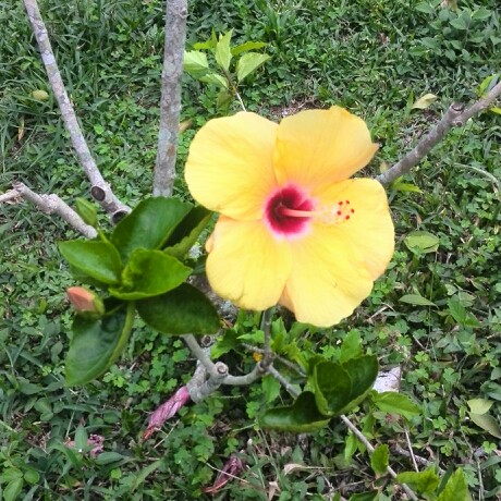 Hibiscus