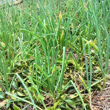 Allium fistulosum