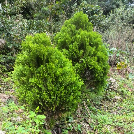 Plant image Thuja occidentalis