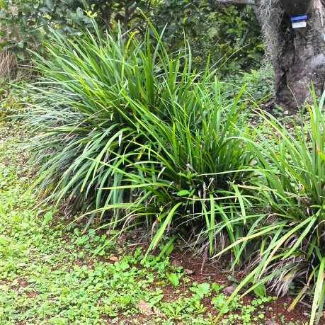 Liriope muscari  syn. Liriope platyphylla, Ophiopogon graminifolius