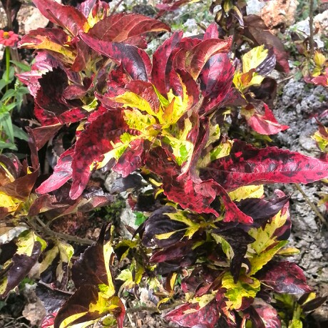 Plant image Acalypha