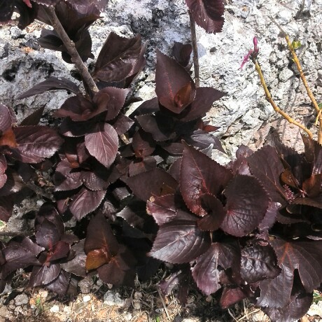 Plant image Acalypha