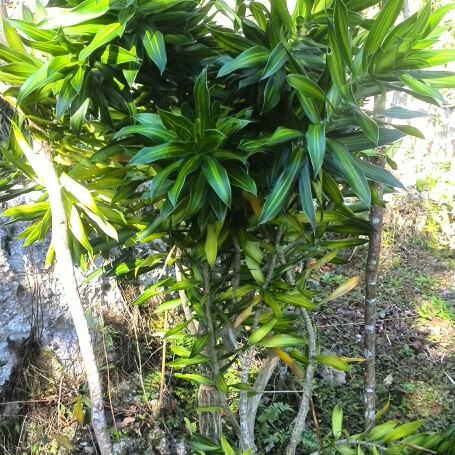 Plant image Dracaena reflexa