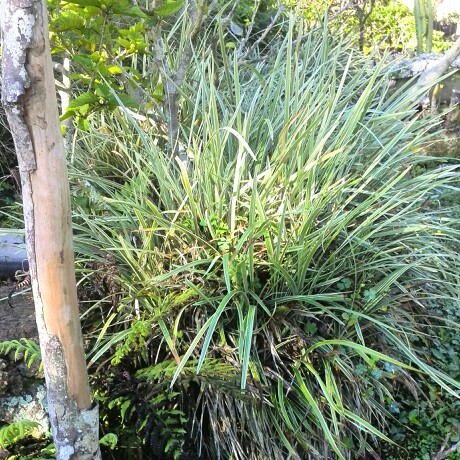 Plant image Liriope muscari  syn. Liriope platyphylla, Ophiopogon graminifolius