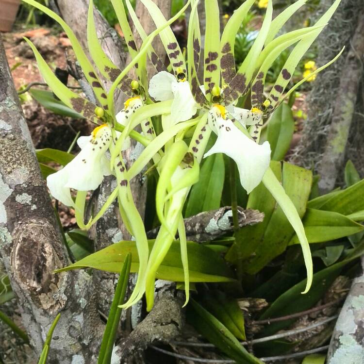 Plant image Brassia verrucosa