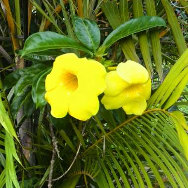 Allamanda cathartica