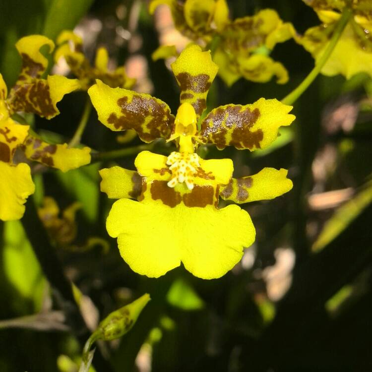 Plant image Oncidium Sphacelatum