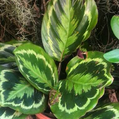 Maranta Leuconeura