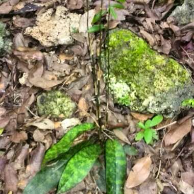 Oeceoclades maculata syn. Angraecum monophyllum, Eulophia monophylla