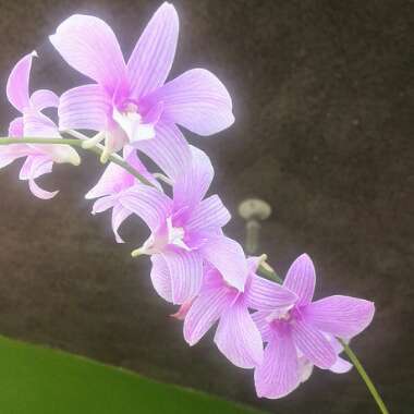 Dendrobium