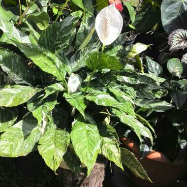 Spathiphyllum wallisii