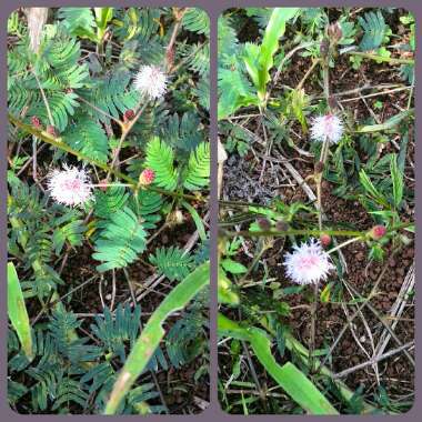 Mimosa pudica