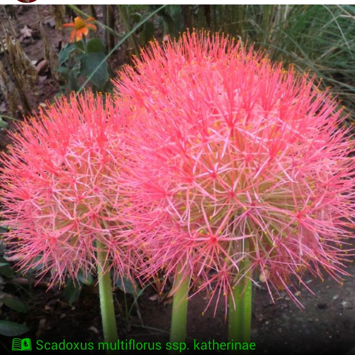 Plant image Scadoxus