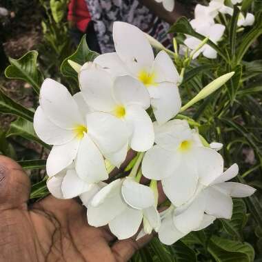 Plumeria pudica