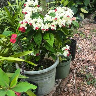 Clerodendrum thomsoniae