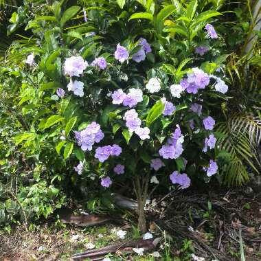 Brunfelsia pauciflora syn. Brunfelsia calycina