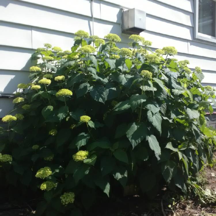 Plant image Hydrangea arborescens 'Incrediball'