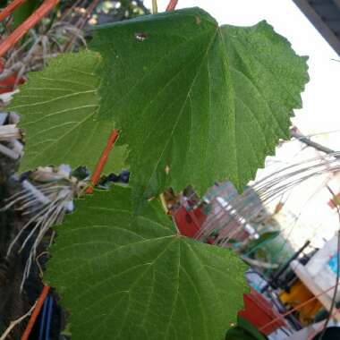 Vitis rotundifolia