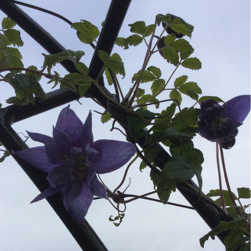 Clematis 'Wesselton'