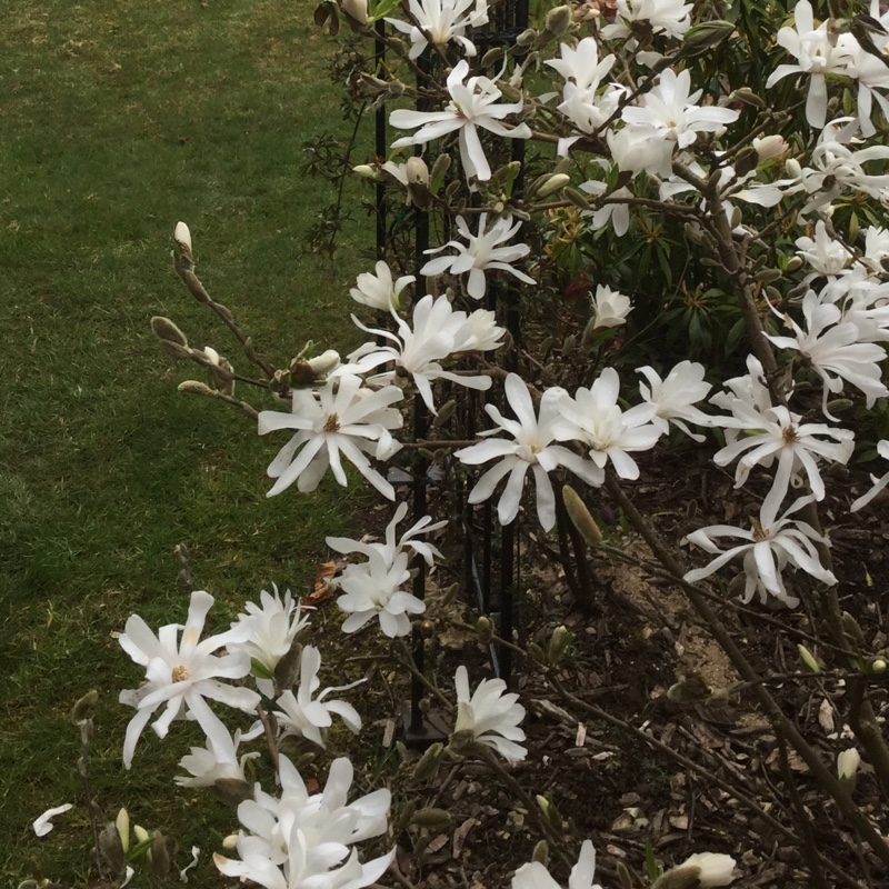 Magnolia stellata