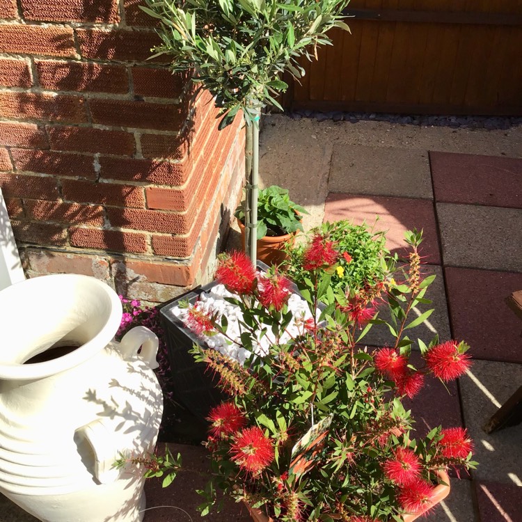 Plant image Callistemon Citrinus 'Endeavour'