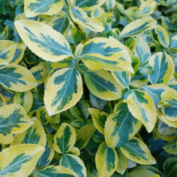 Plant image Euonymus Fortunei 'Emerald Gaiety'