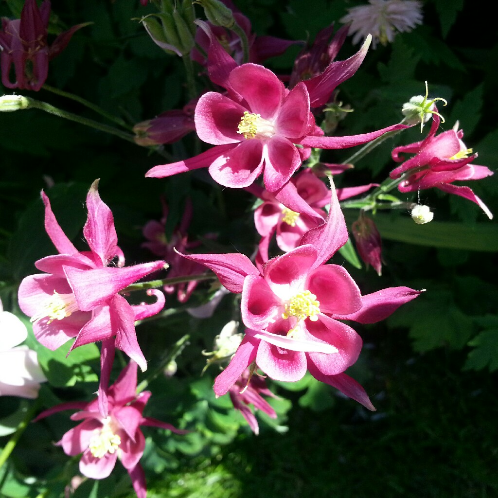 Plant image Aquilegia 'Red Hobbit'