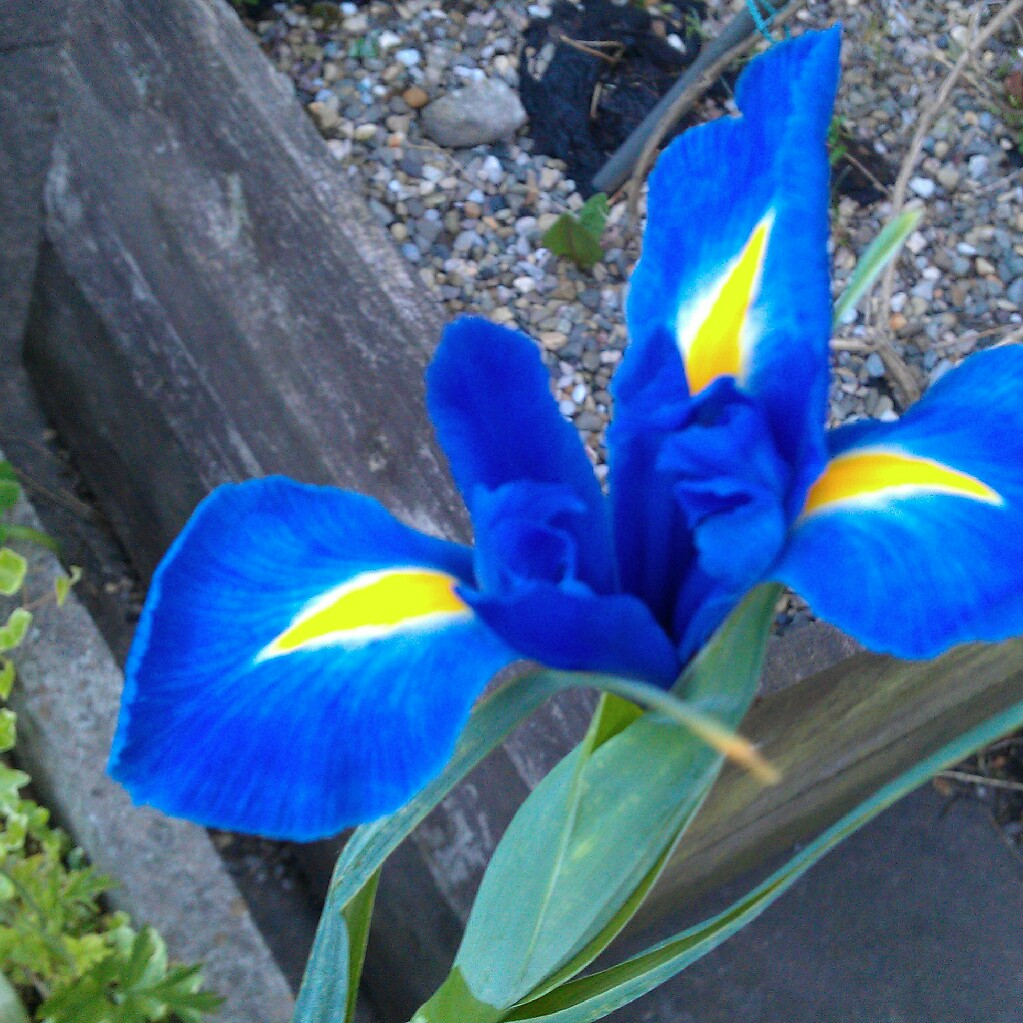 Reticulate Iris 'Alida'