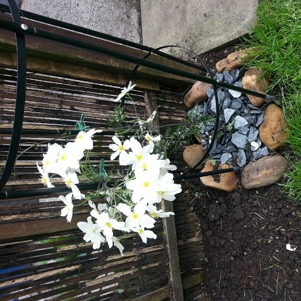 Clematis Avalanche