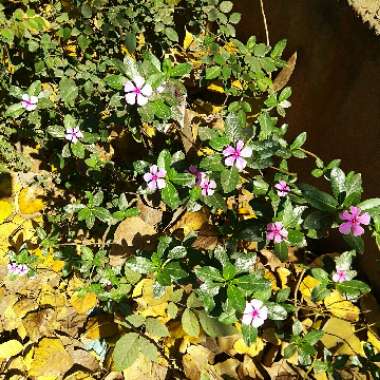 Madagascar Periwinkle