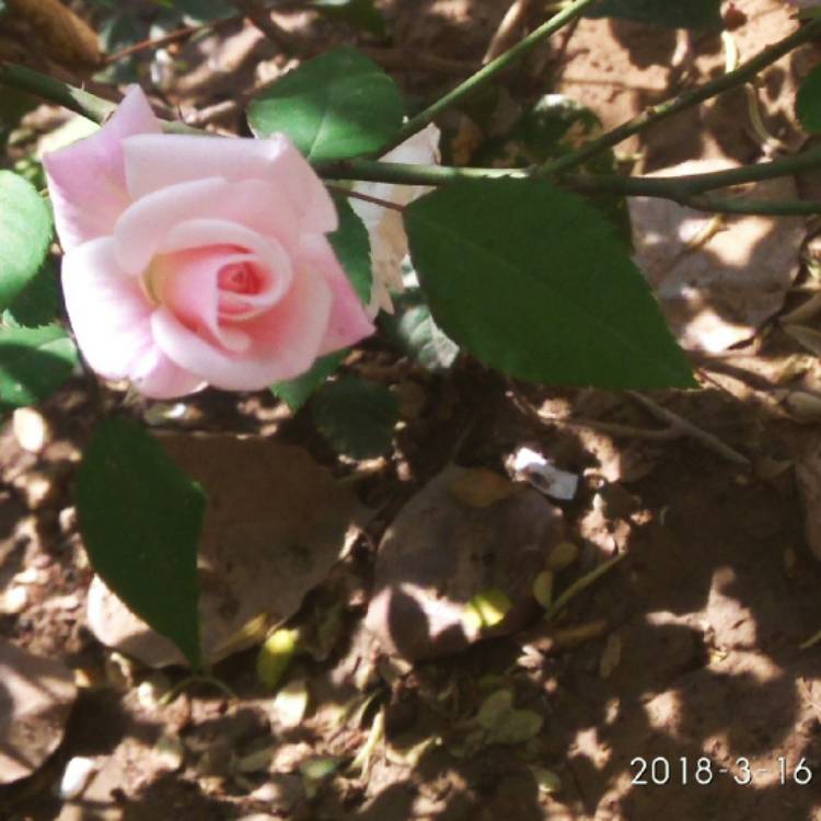 Plant image Rosa 'Flower Carpet White'