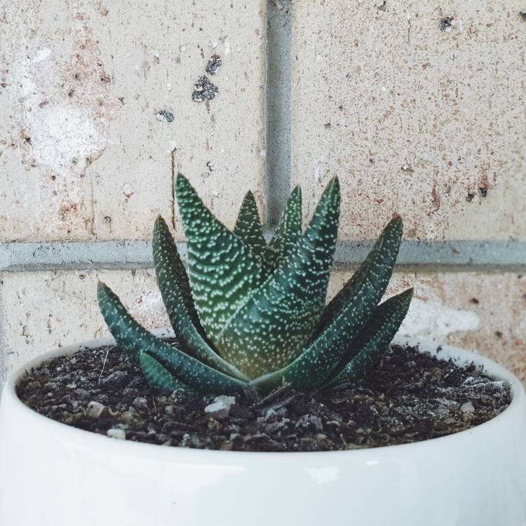 Plant image x Alworthia