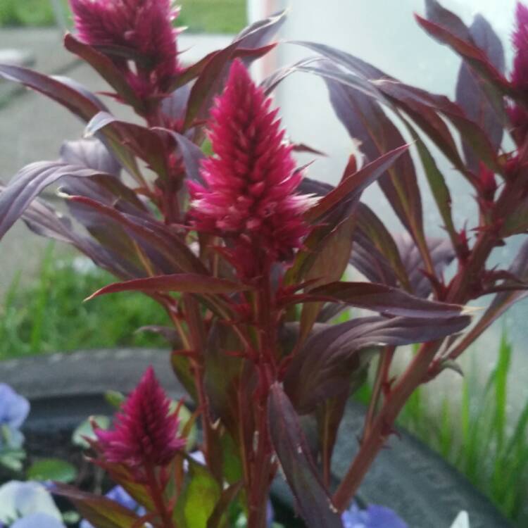 Plant image Celosia argentea 'Venezuela'