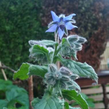 Borago officinalis