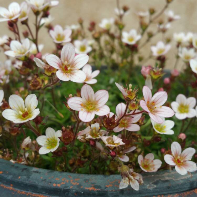 Plant image Saxifraga 'Alpino Early Pink Heart'