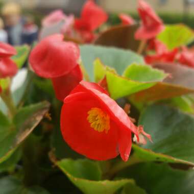 Begonia