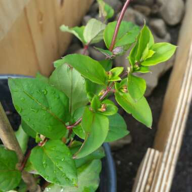 Lonicera