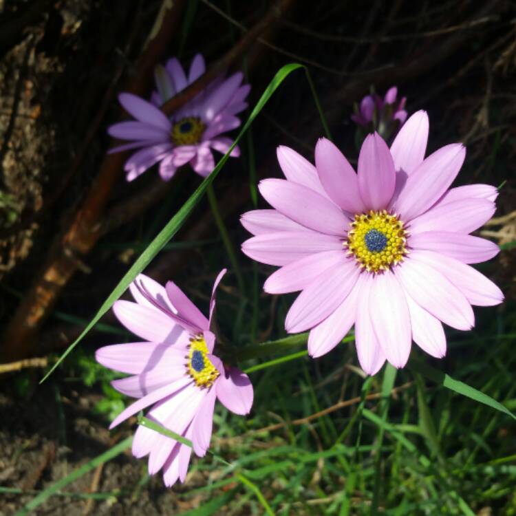 Plant image Osteospermum 'Jucundum'